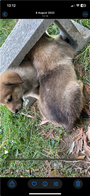 My puppy video with its new orientation