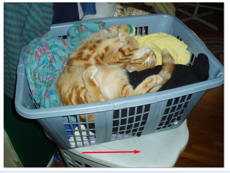 Windows Photo Gallery