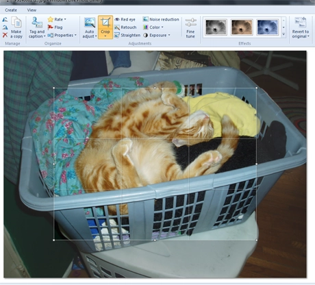Windows Photo Gallery