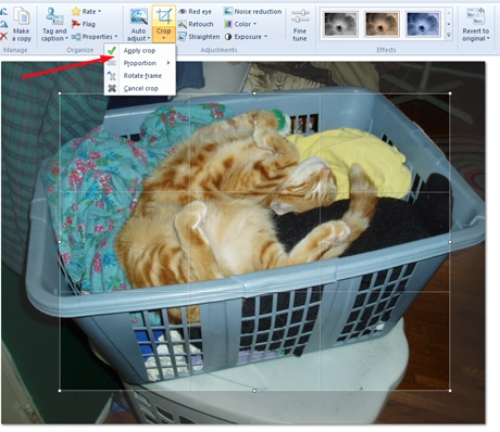 Windows Photo Gallery