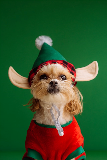Small dog dressed like Santa's elf