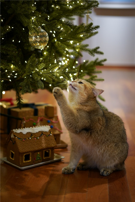 Cat sniffing the Christmas tree by YoonJae Baik