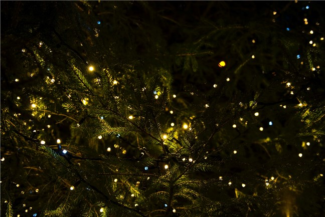 Christmas Tree with Lights by Joanna Kosinska