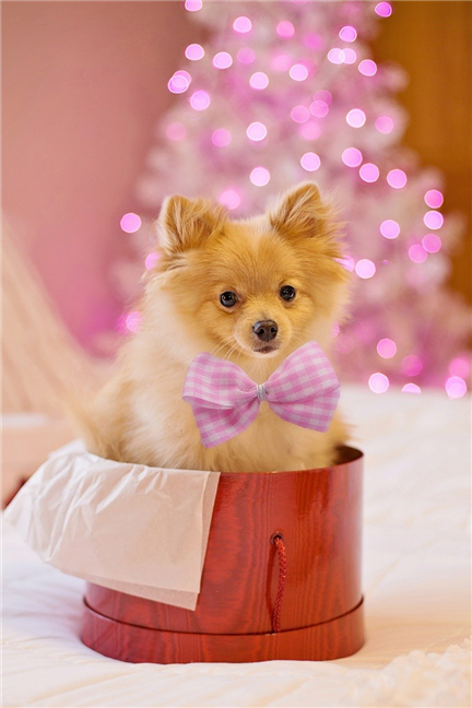 Puppy dressed-up as a gift