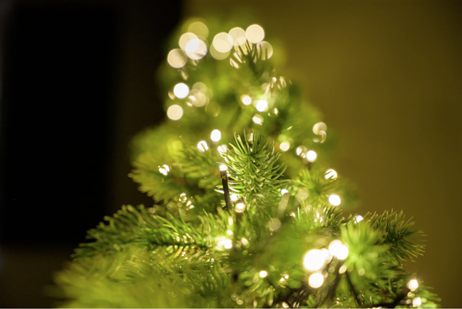 Macro photography of green Christmas tree with string lights by Mister B.