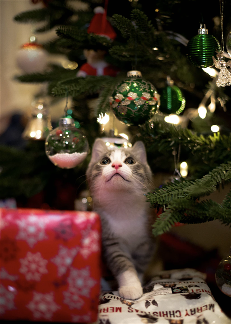 Christmas kitty by Kevin Turcios