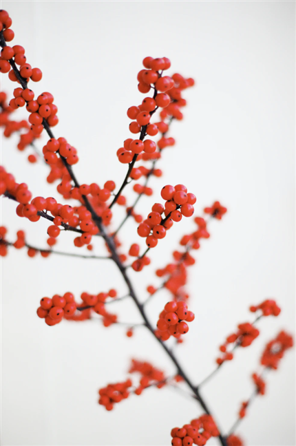Red berry branch on white background by Kris Atomic