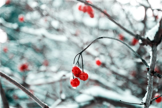 Mistletoe on a Winter Day by Mekht