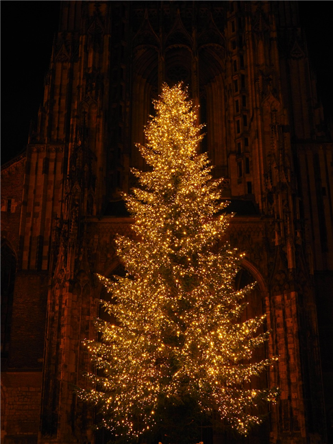 Christmas Tree Muenster by Hans