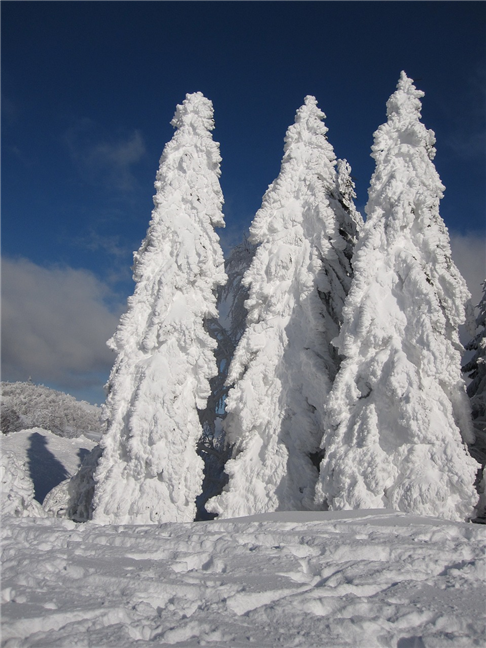 Fir Tree Snow Winter by moniquayle