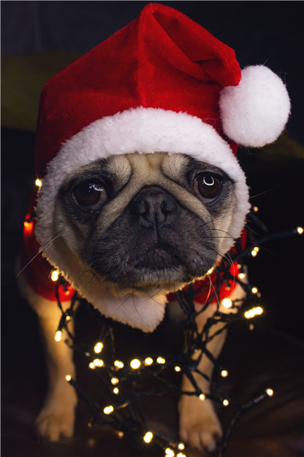 Fawn pug wearing red and white Santa hat by Rebecca Campbell
