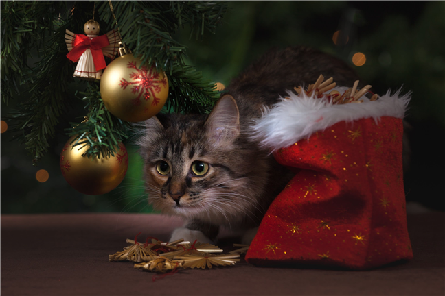 Brown Tabby Cat Beside Christmas Tree by Pixabay