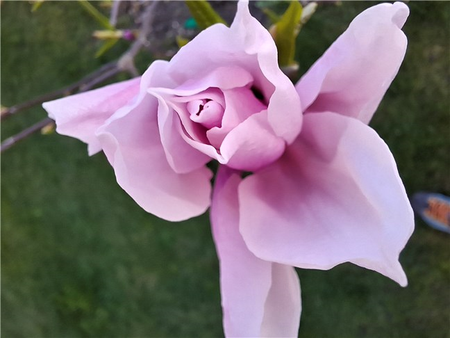 Macro photo of a flower