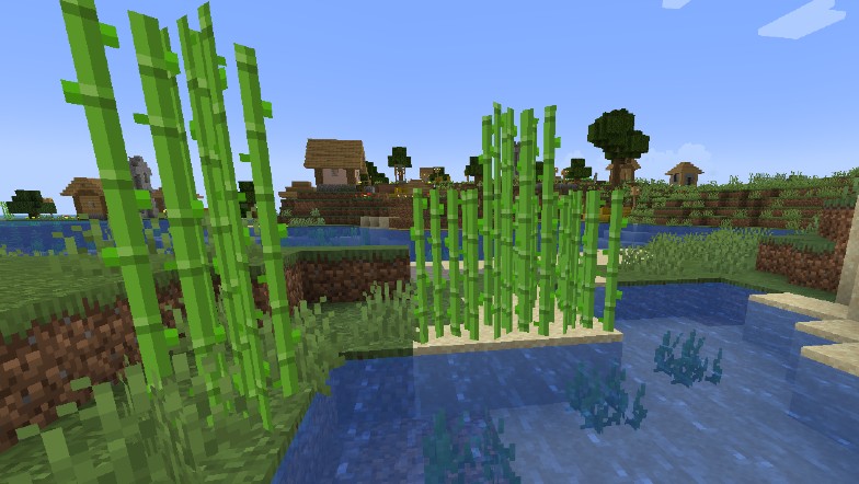 Sugar cane being grown and harvested.