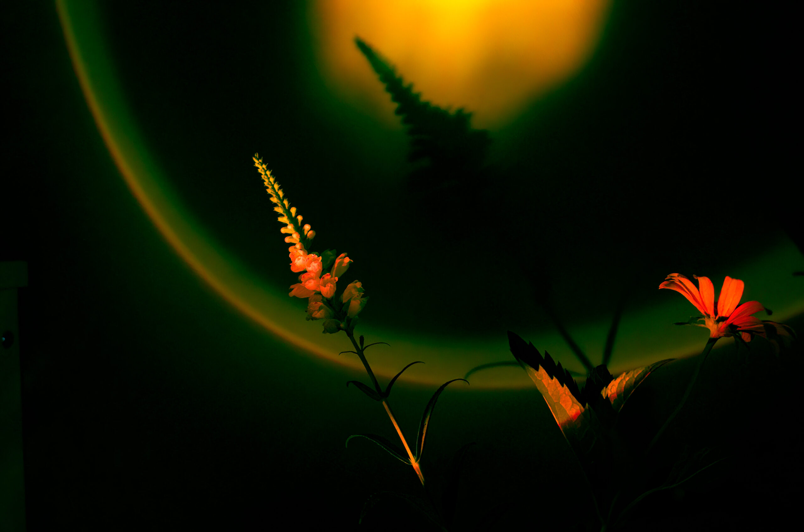 Luminar Neo Noiseless AI
