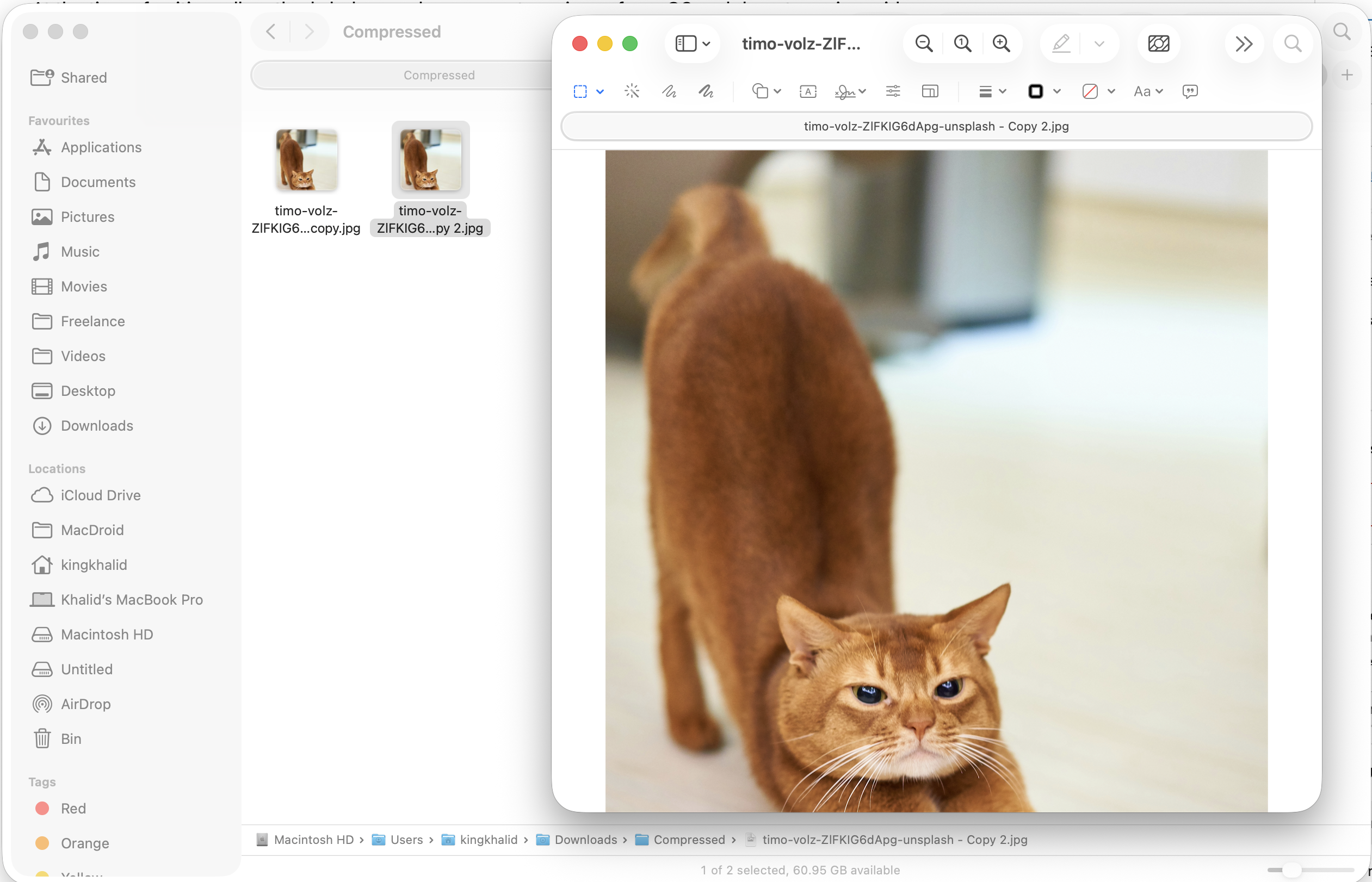 A cat picture opening in preview